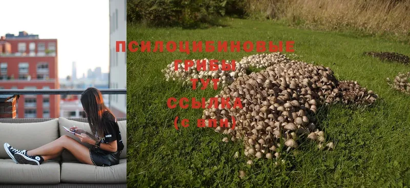 Псилоцибиновые грибы Cubensis  Электросталь 